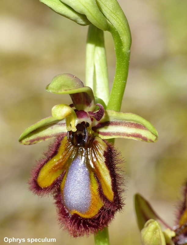 Andalusia: le orchidee e Grandi Pietre  marzo-aprile 2023.